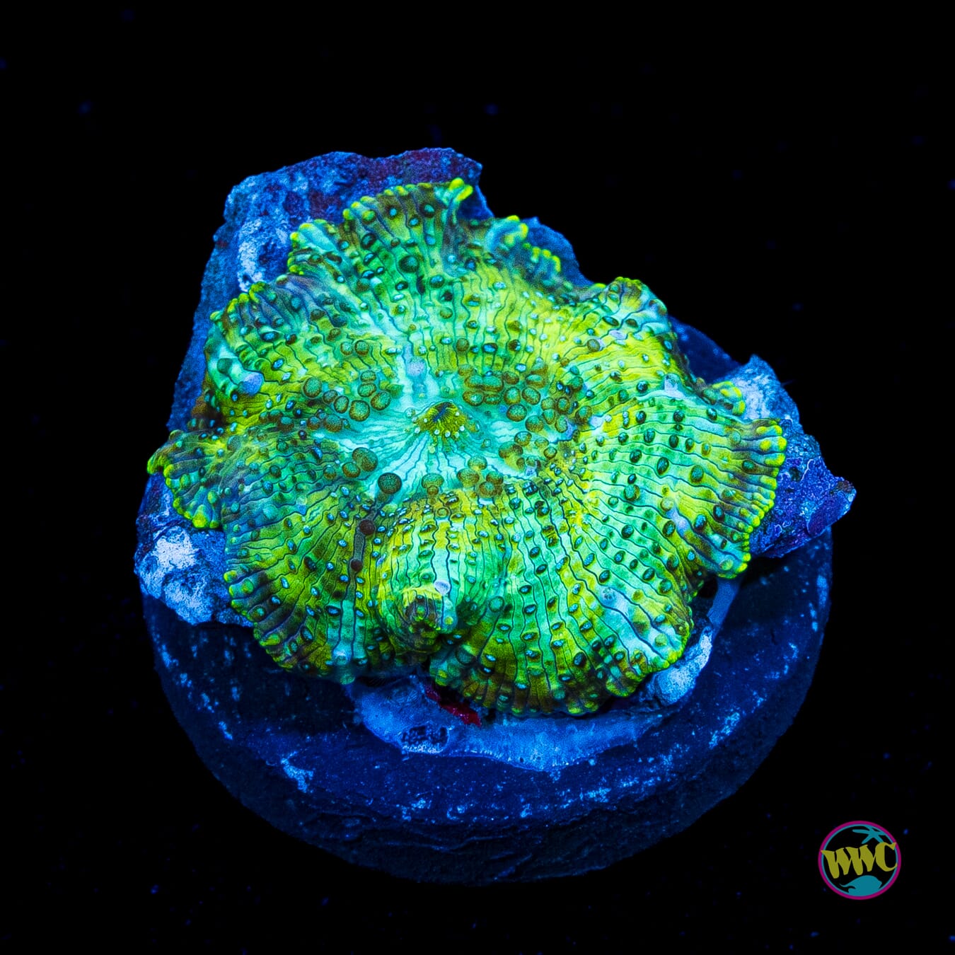 Lemon Lime Tree Disco Mushroom