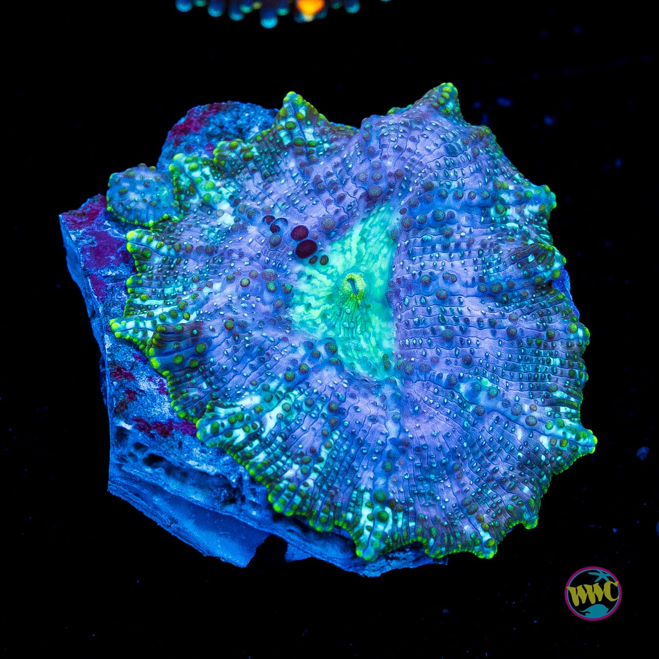 Trippin Iguana Disco Mushroom