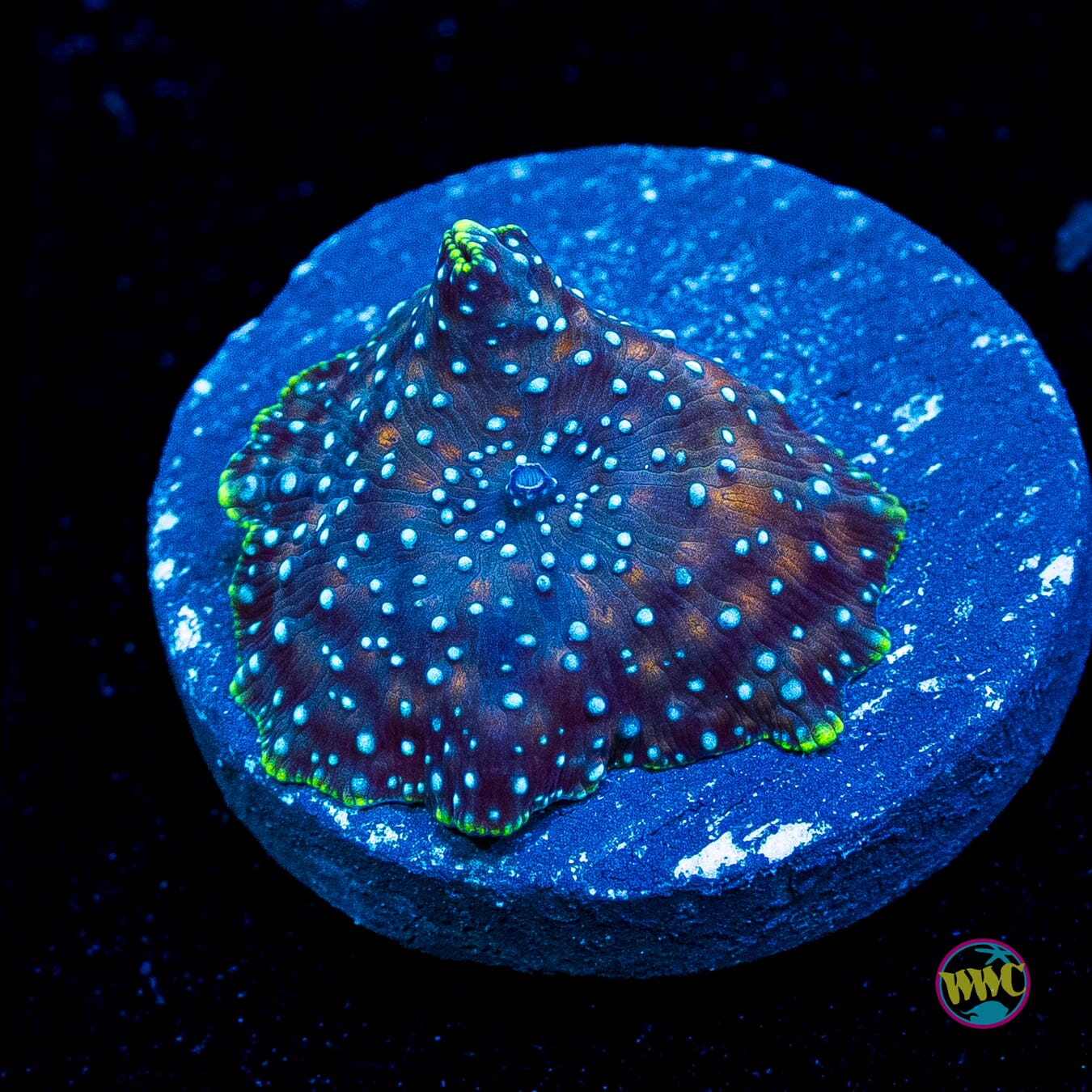 Midnight Snow Disco Mushroom