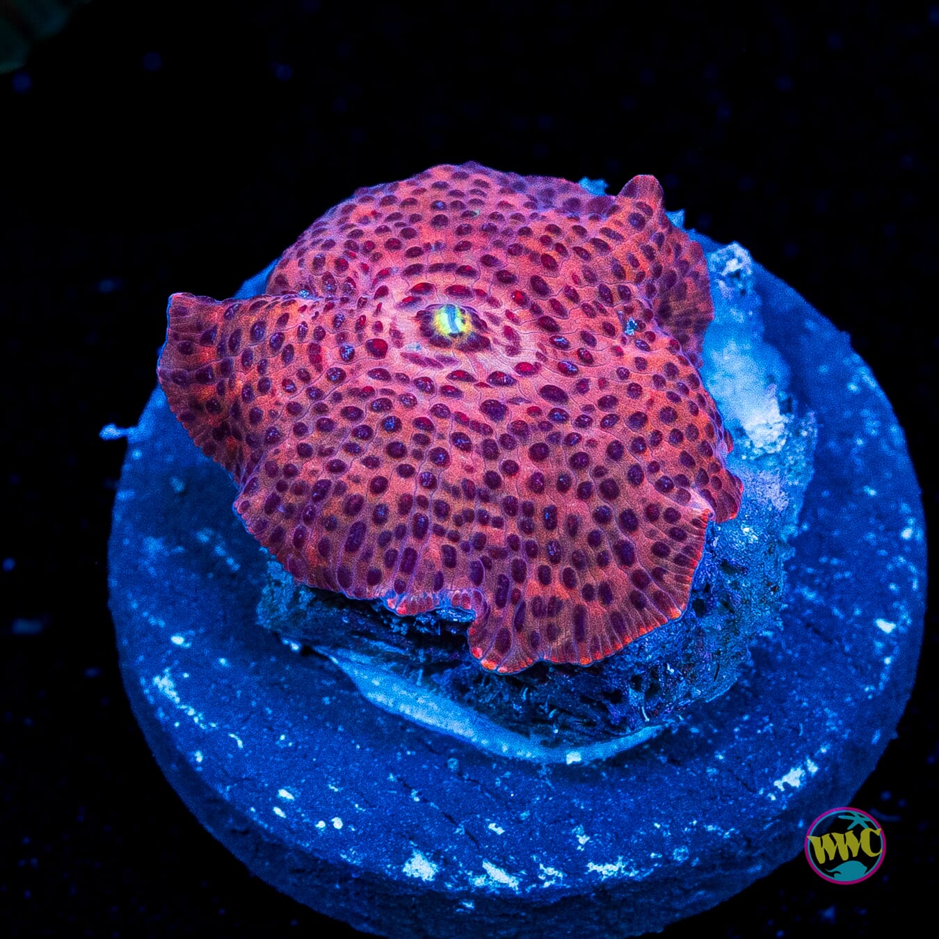 Devil Eye Disco Mushroom