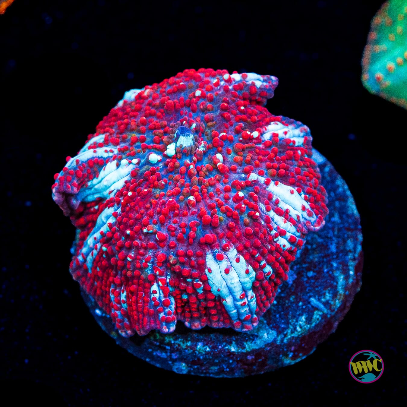 Red Interstellar Disco Mushroom