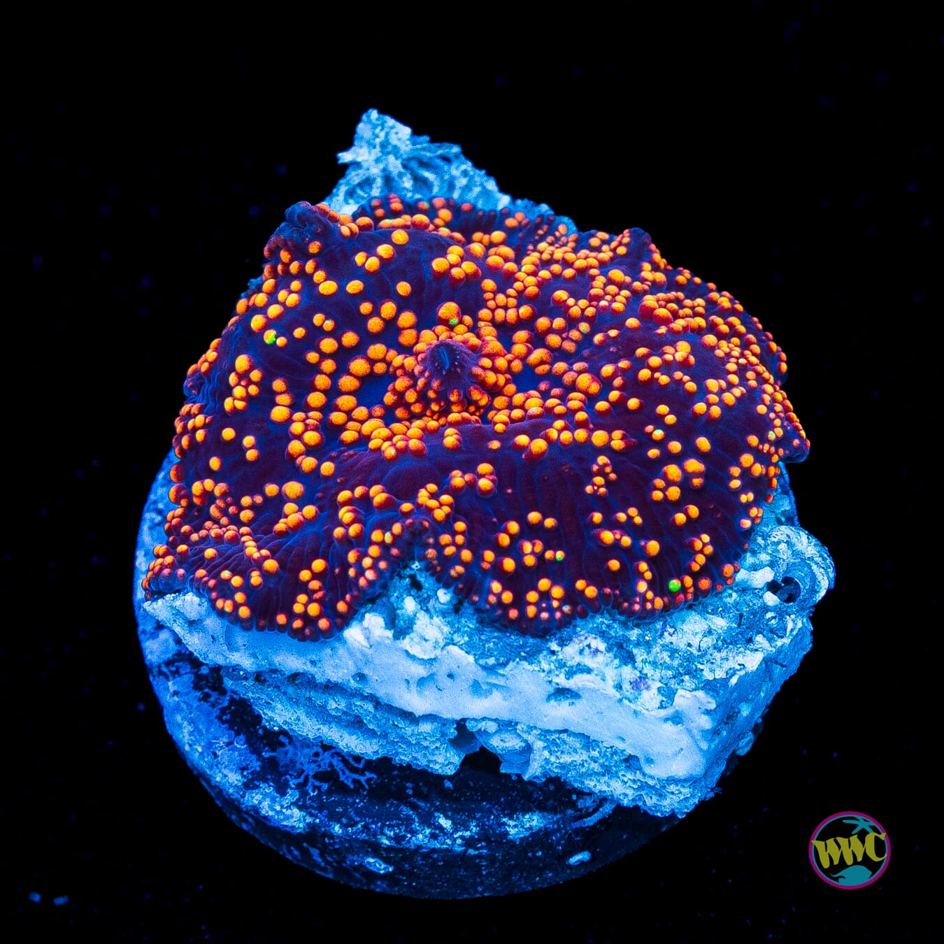 Interstellar Disco Mushroom