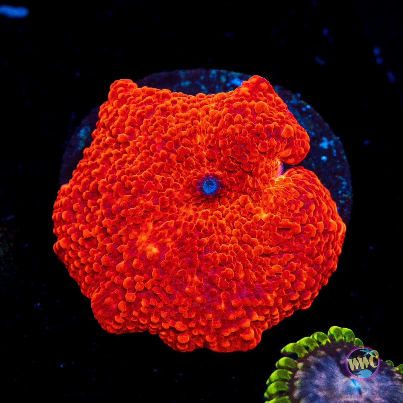 WWC Red Jaguar Disco Mushroom