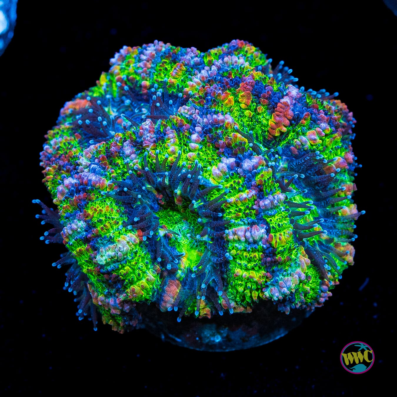Bubbalicious Aussie Lord