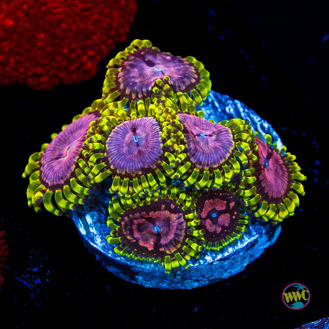 WWC Purple Monsters Zoanthids