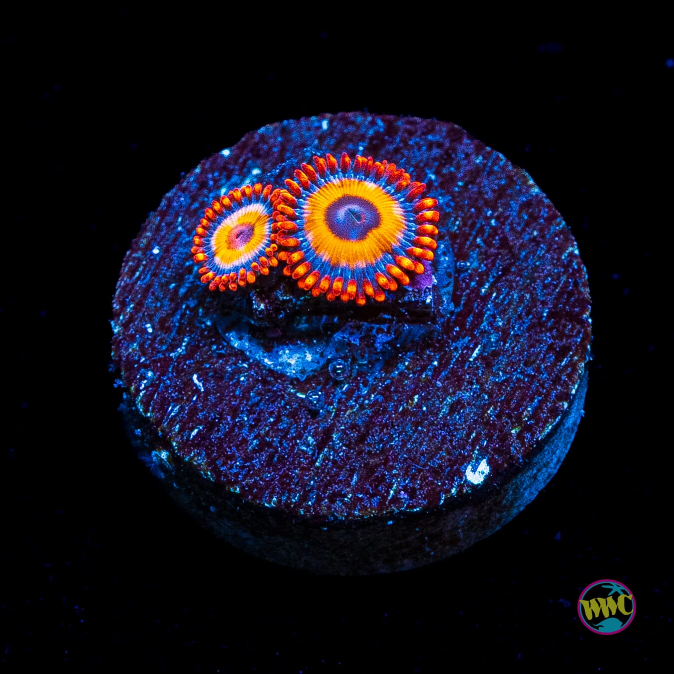 Oxide Zoanthids