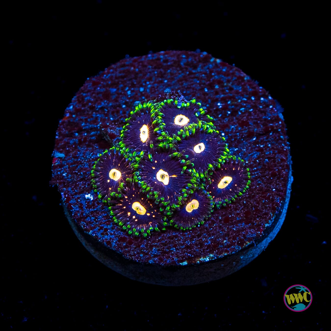 WWC Fortune Cookie Zoanthids