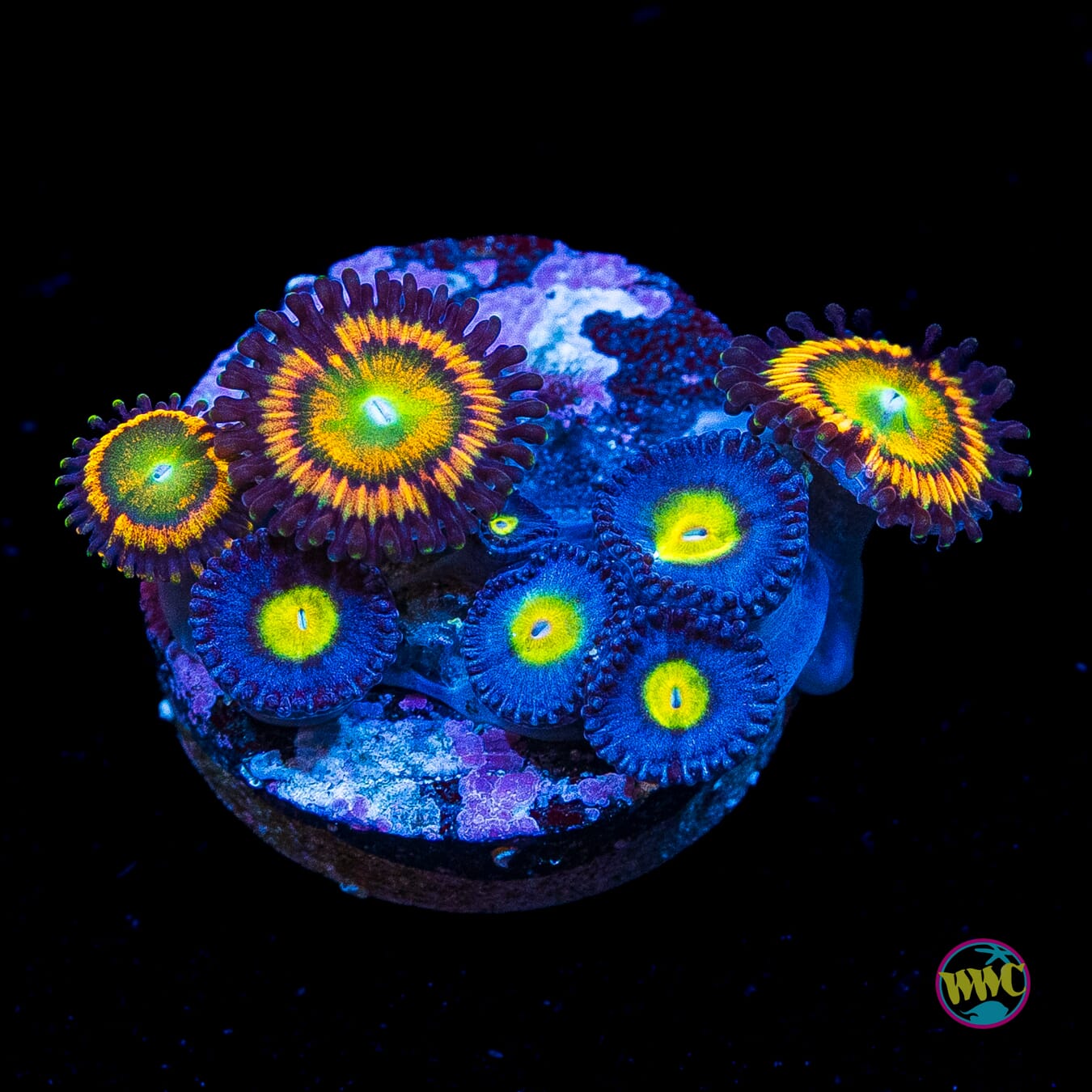 WWC AOI and Citrus Cooler Combo Zoanthids