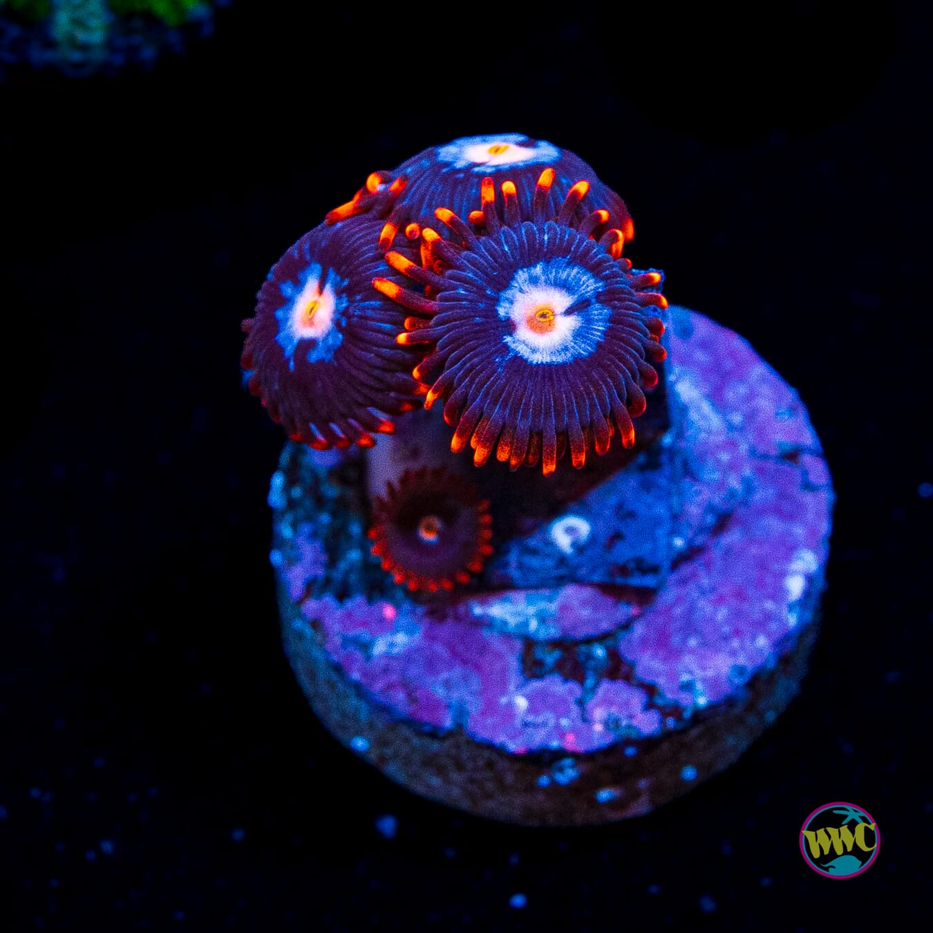 Fire and Ice Zoanthids