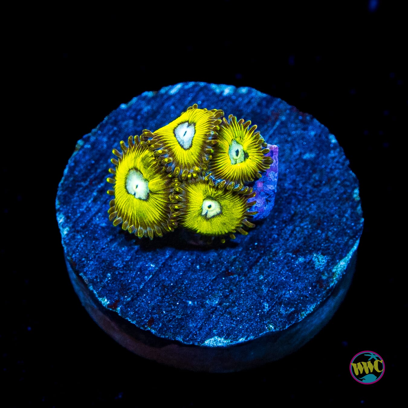 Pikachuz Zoanthids