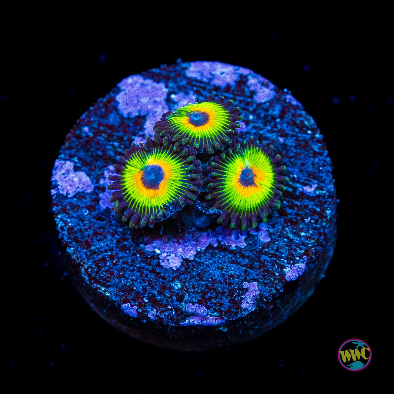 WWC Bob Marley Zoanthids