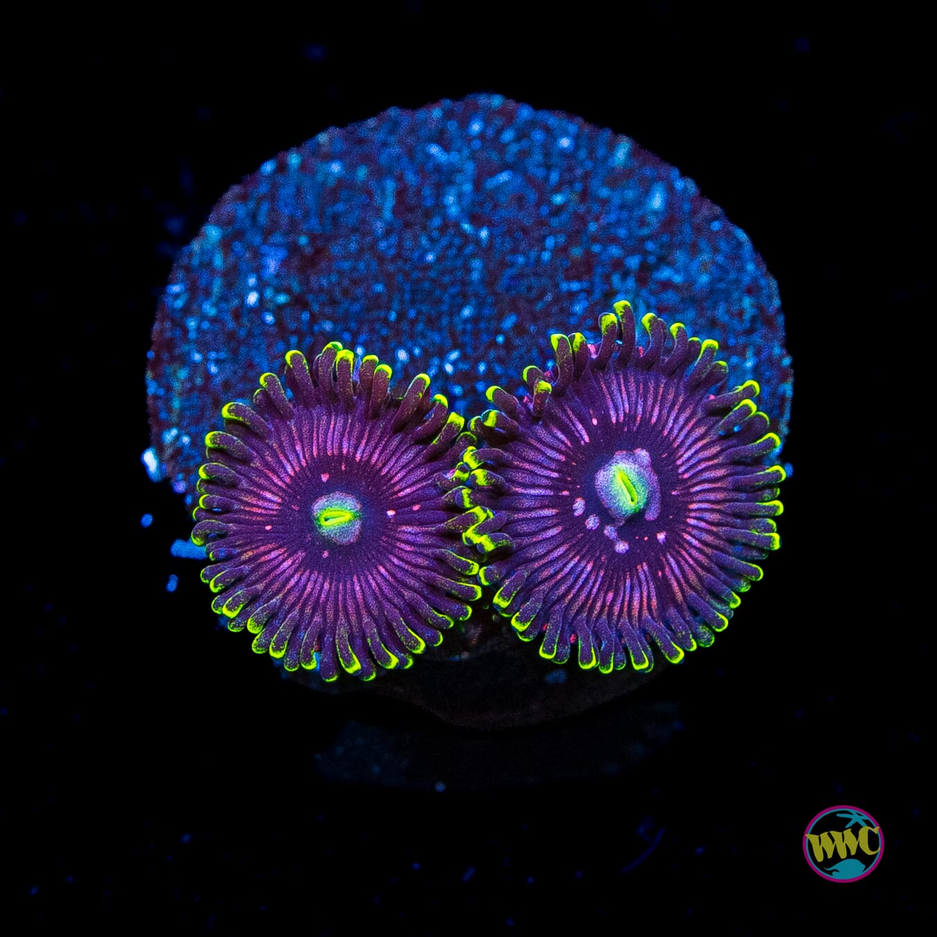 WWC Black Orchid Zoanthids