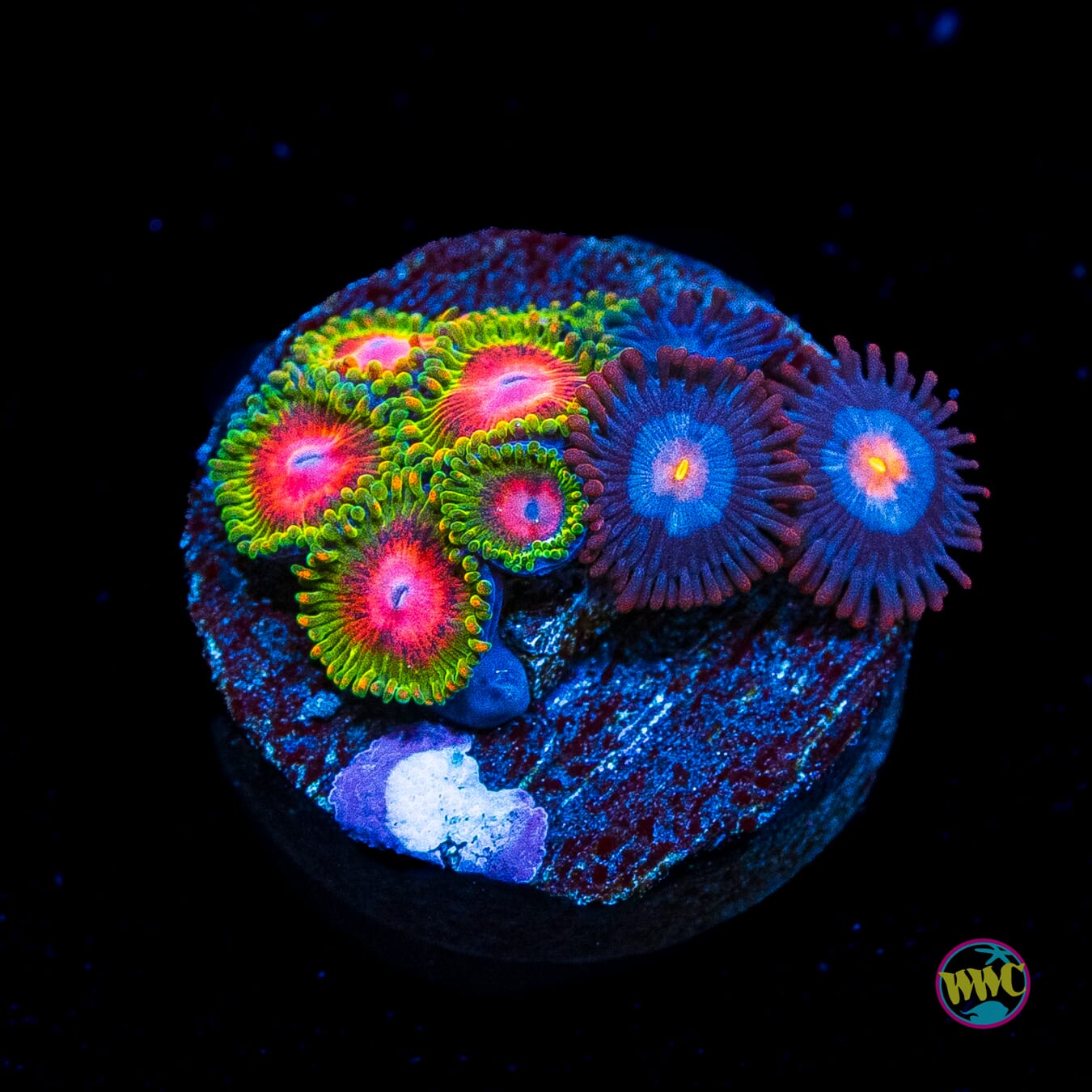 Awesome Blossom and Blue Steel Combo Zoanthids