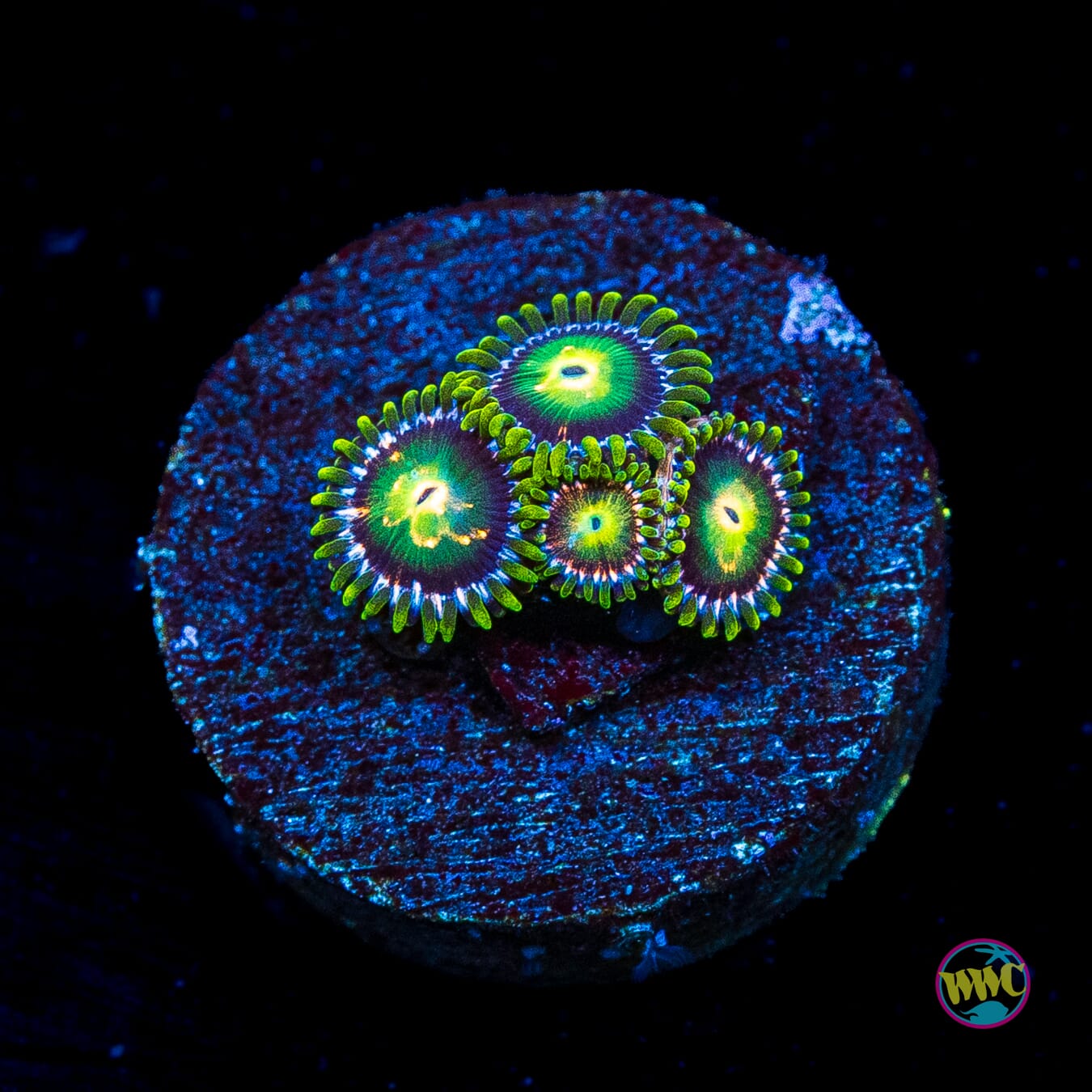WWC Cosmic Dragon Eye Zoanthids