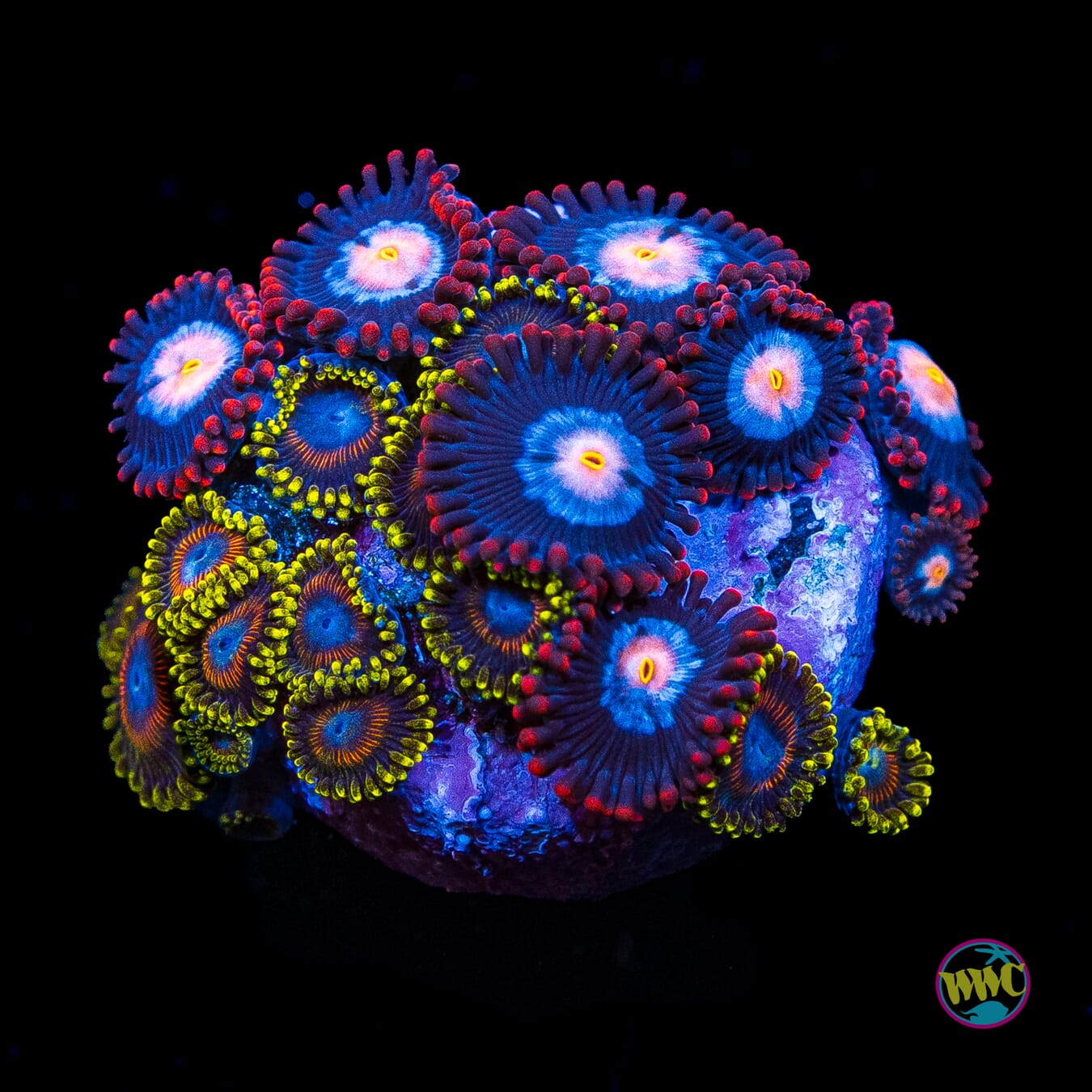 WWC Dragon Ballz and Blue Steel Combo Zoanthids