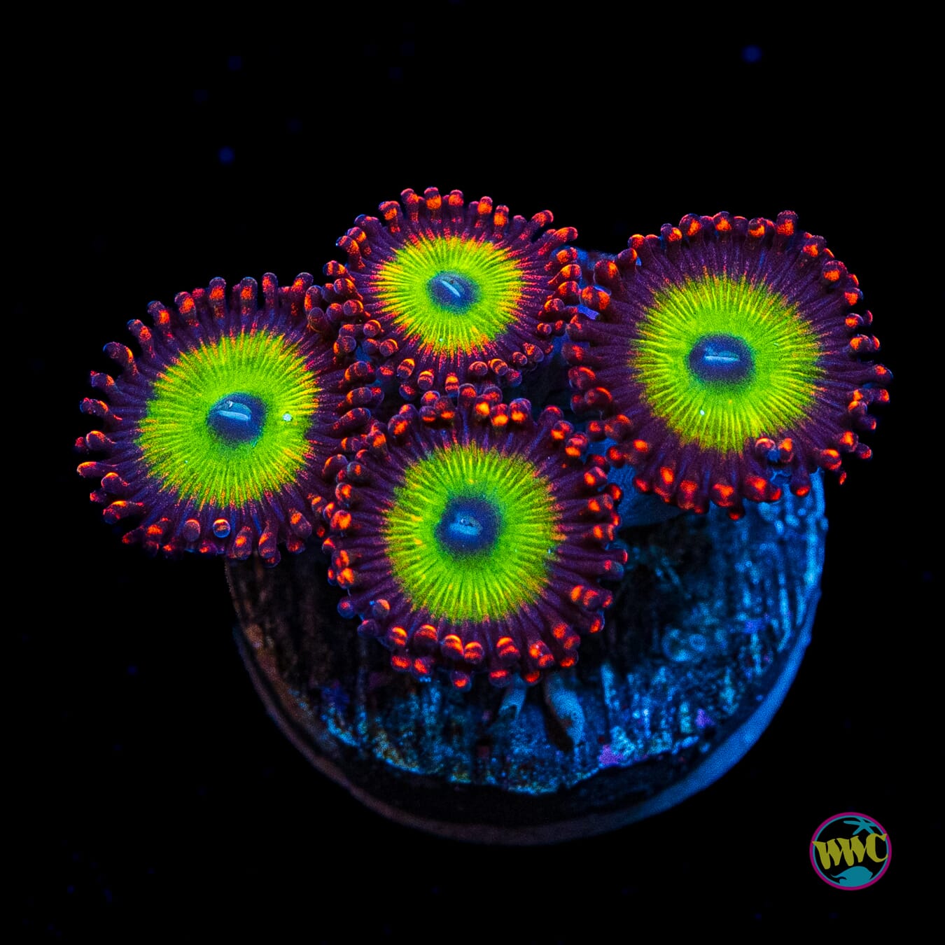 Candy Apple Red Zoanthids