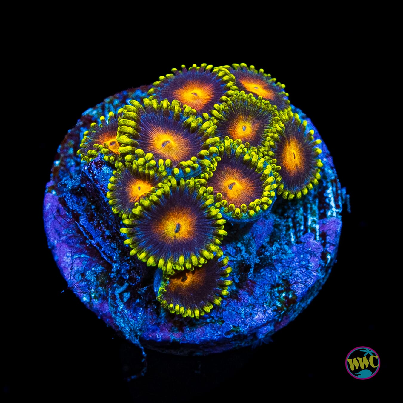 Yellow Brick Road Zoanthids