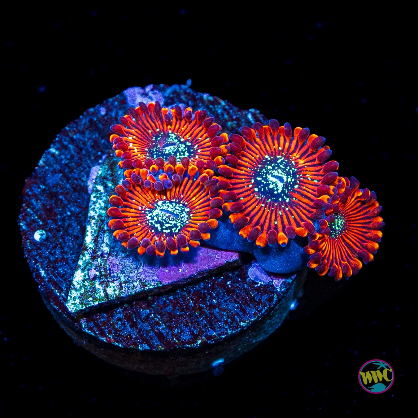 Magician Zoanthids