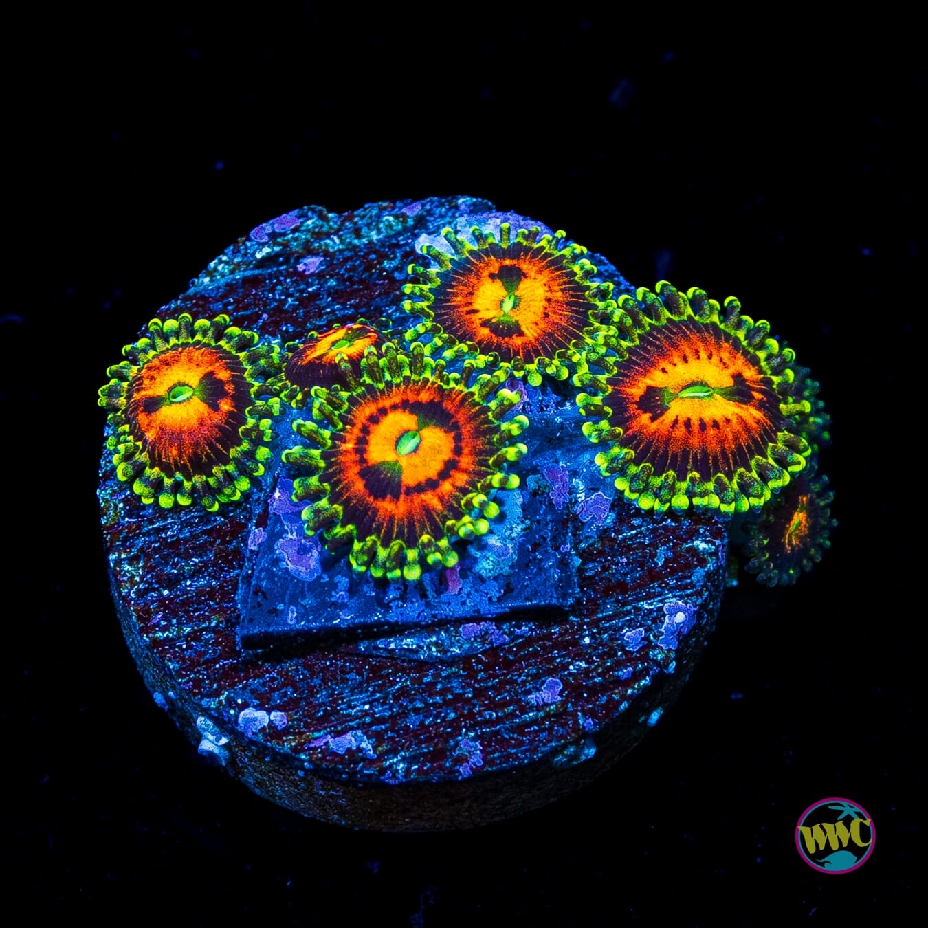 Rainbow Incinerator Zoanthids