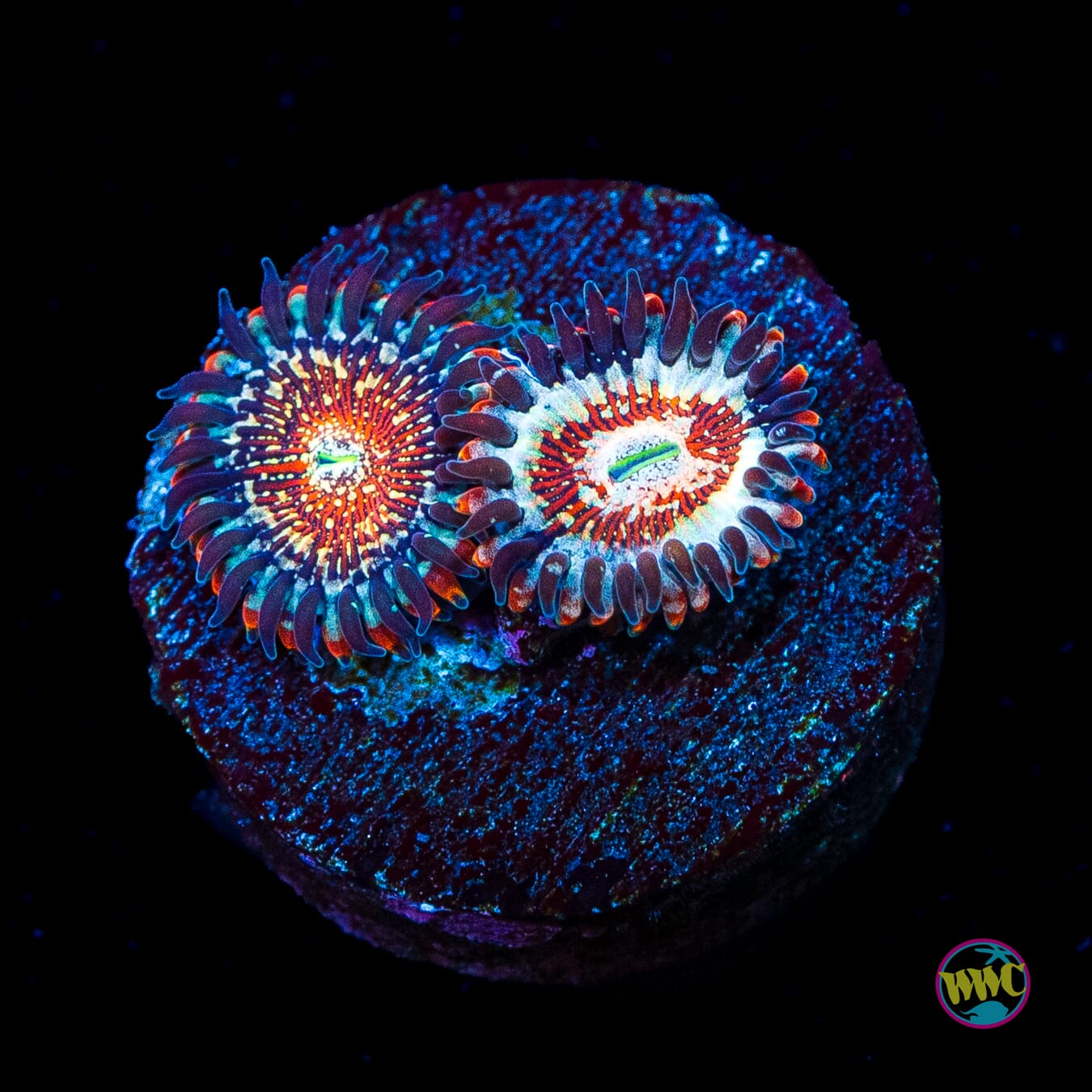 Salted Agave Zoanthids