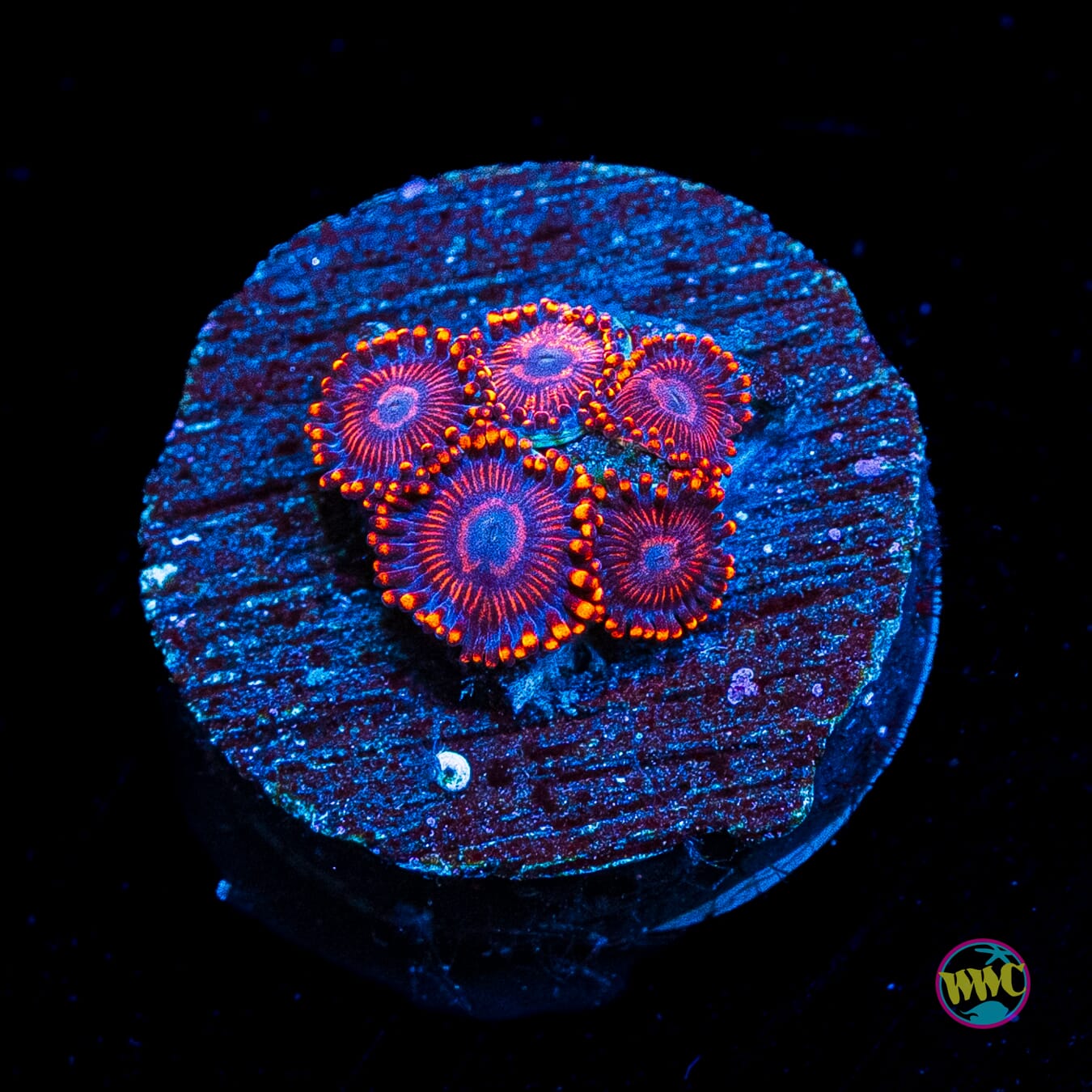 WWC Flaming Dragon Zoanthids