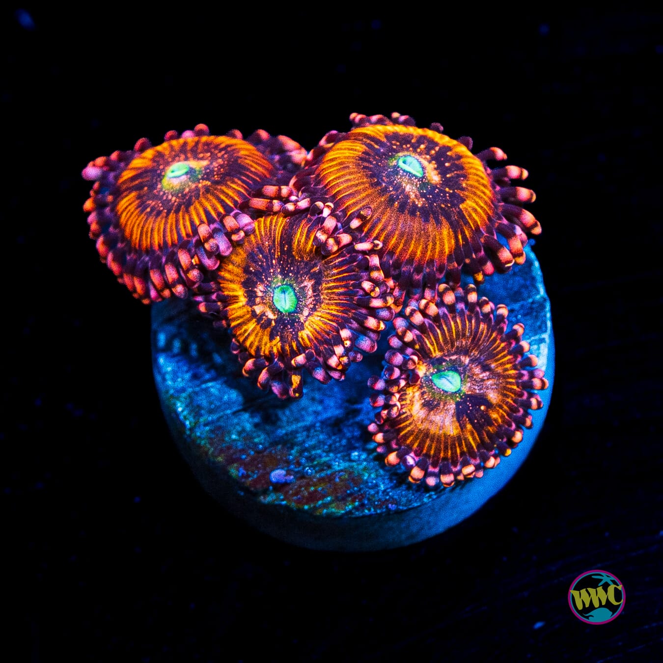 WWC Halle Berry Zoanthids