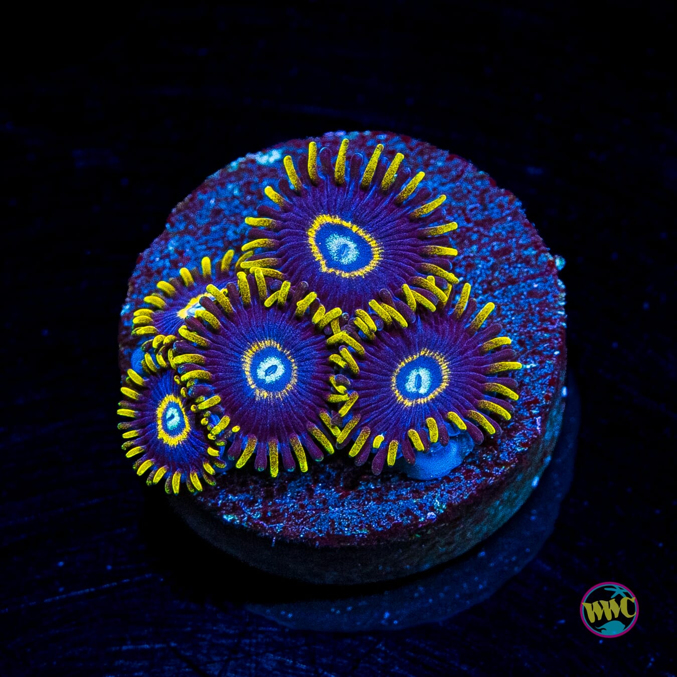 Blue Hornet Zoanthids