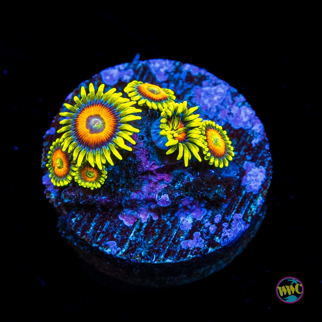 WWC Wildflower Zoanthids