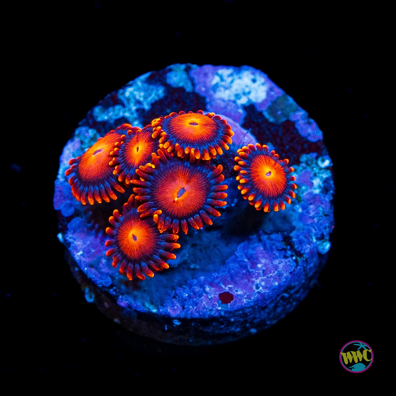 Bam Bamz Zoanthids