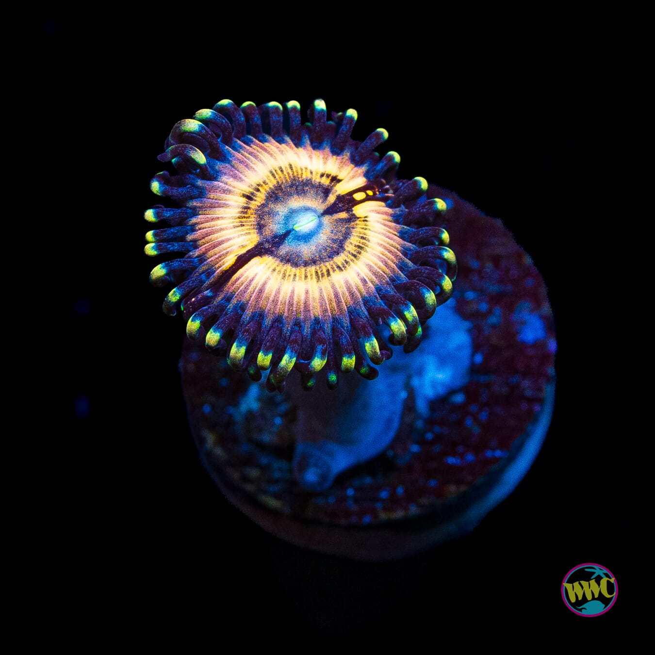 Petroglyph Zoanthids