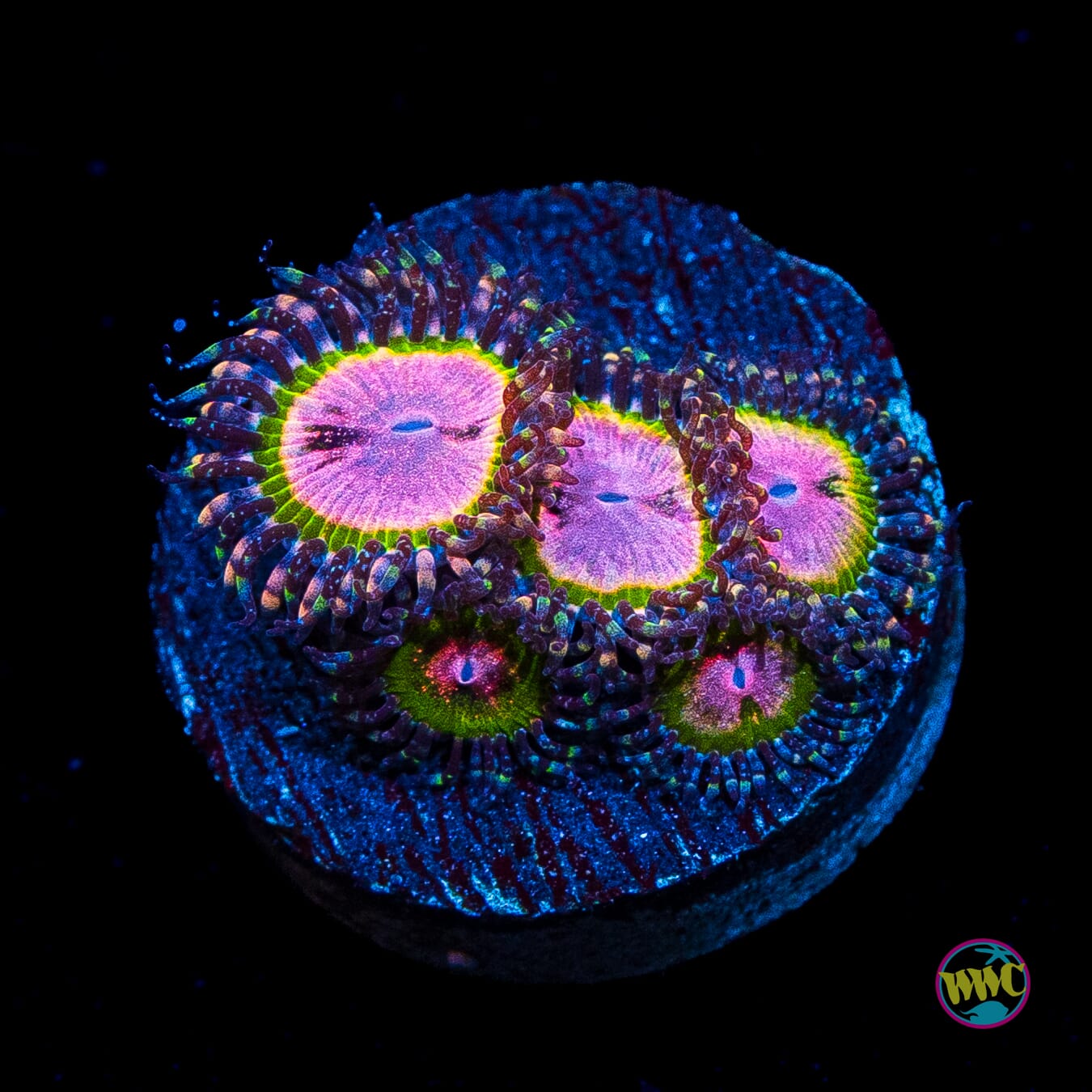 WWC Pink Krakatoa Zoanthids