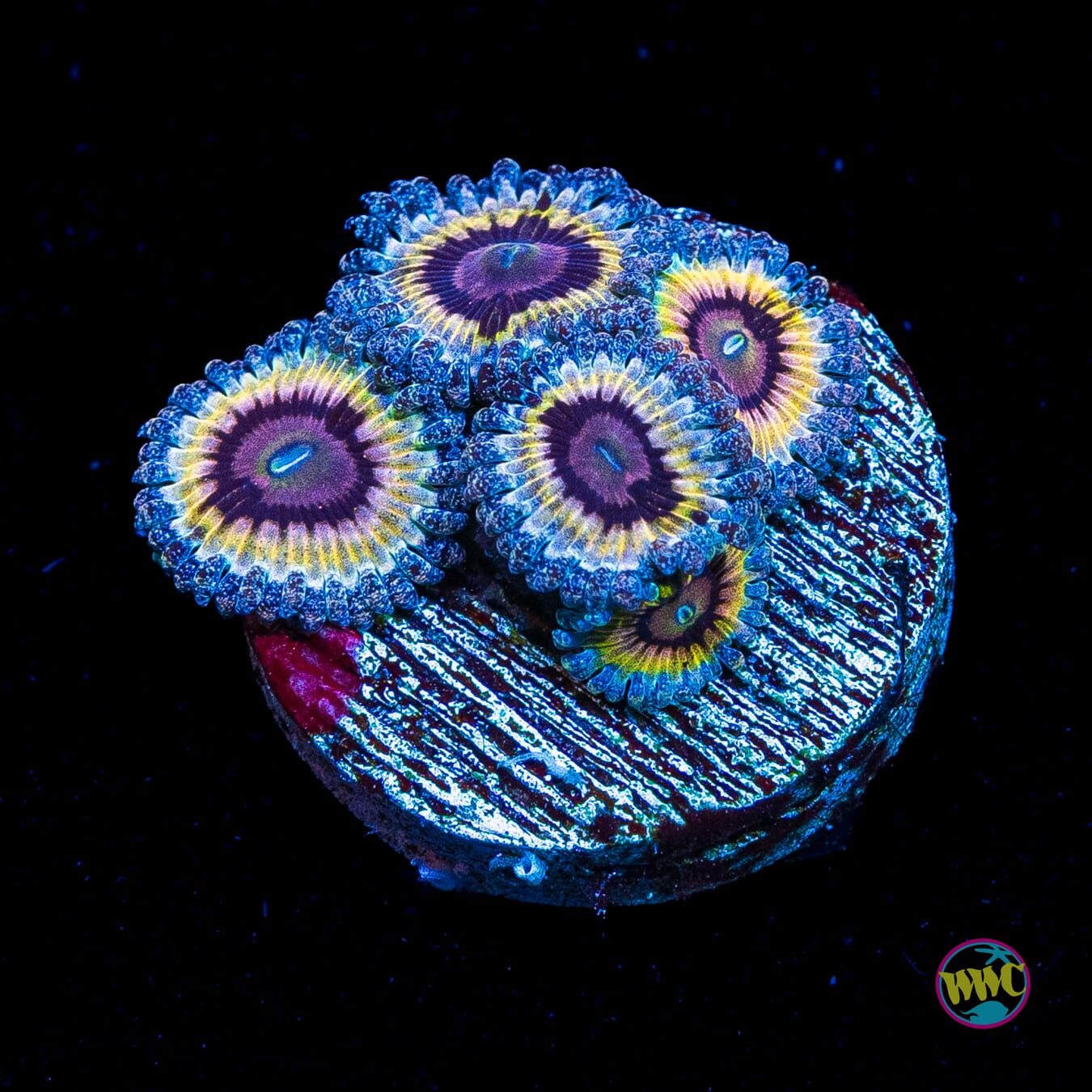 Queen Stratosphere Zoanthids