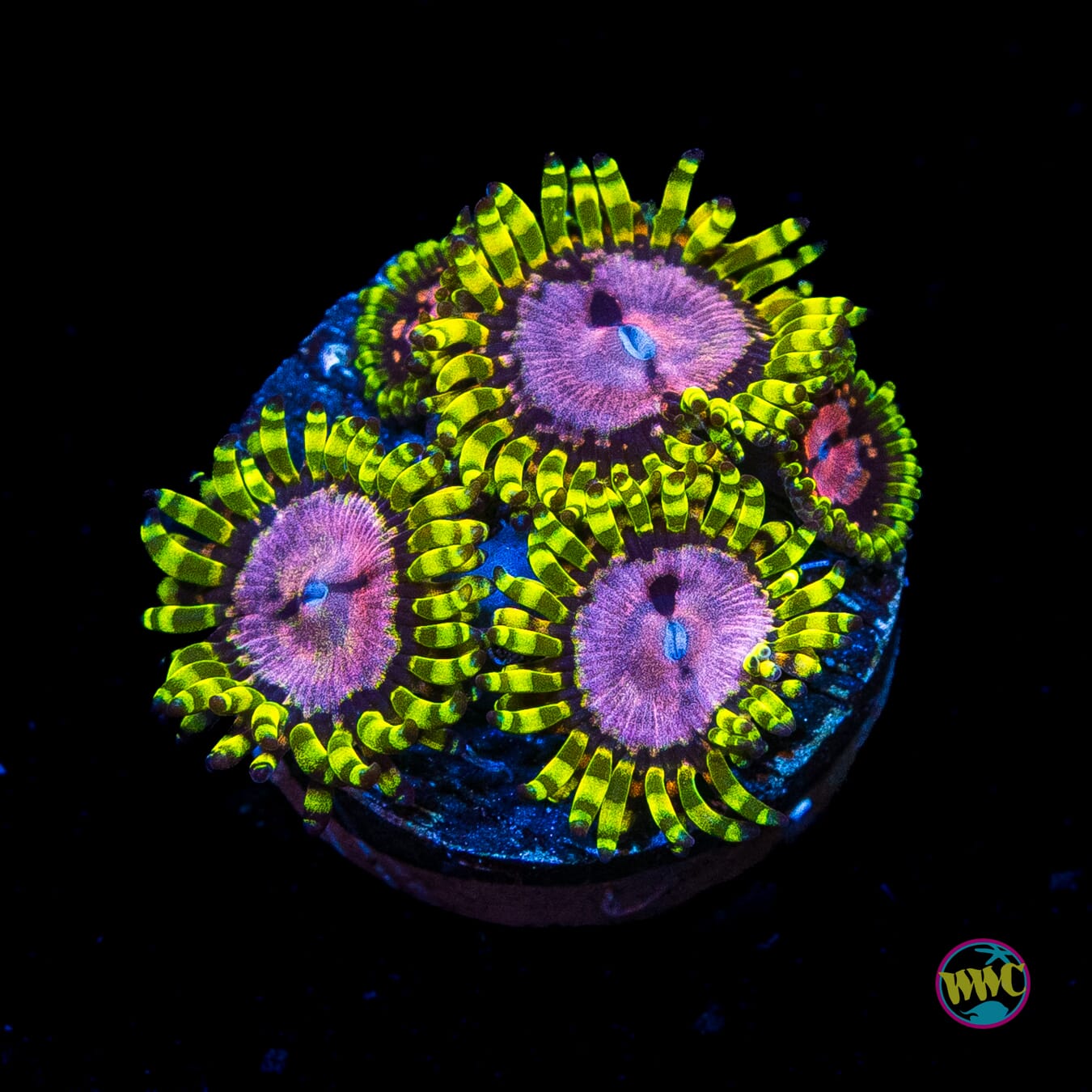 WWC Purple Monsters Zoanthids