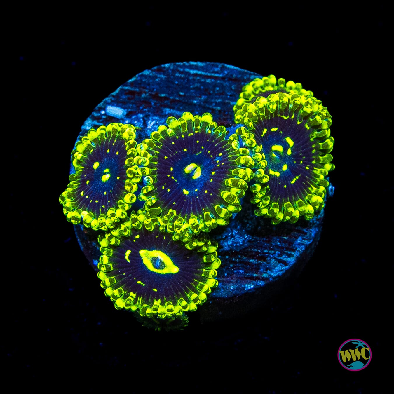 Exosphere Zoanthids
