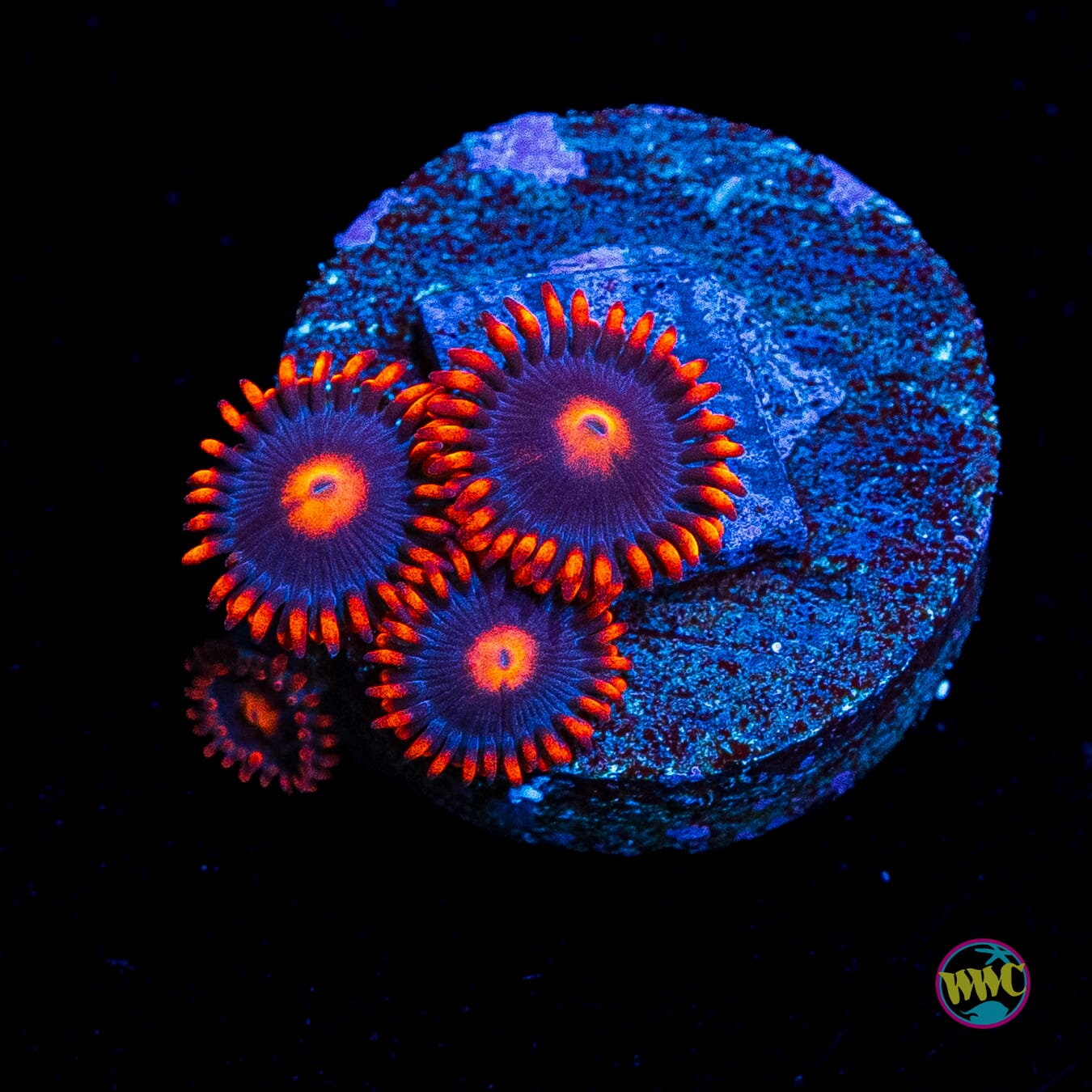WWC Clementine Zoanthids