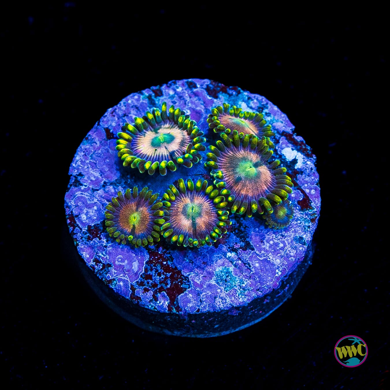 WWC Lemon Chaser Zoanthids