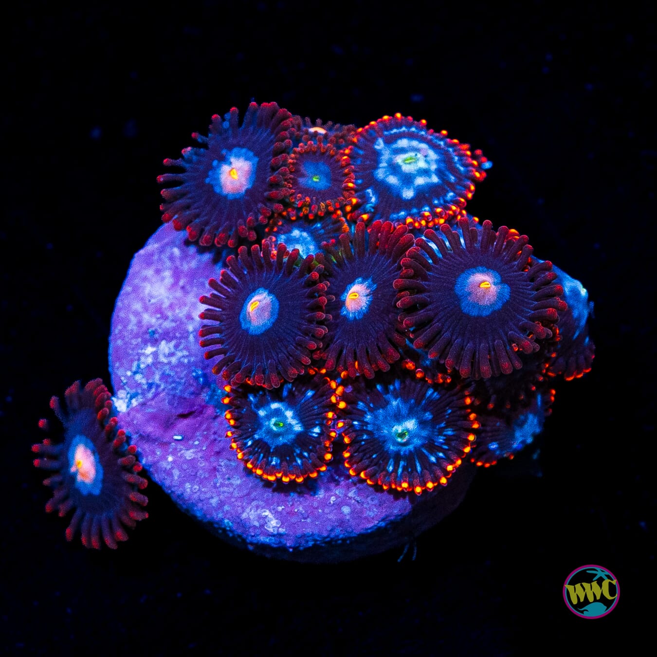 Fire and Ice and Blue Steel Combo Zoanthids