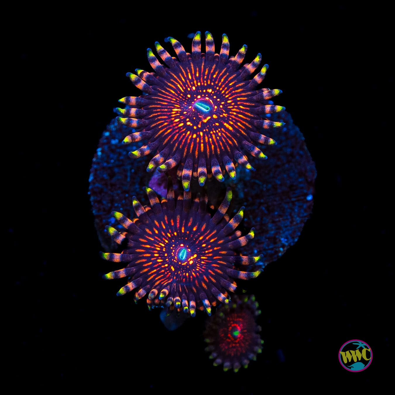 ARC Nightcrawler Zoanthids