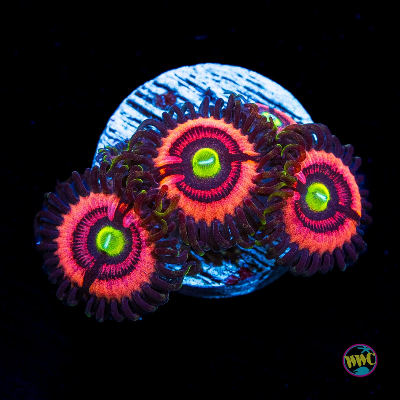 WWC Ultimate Bubblegum Pink Zoanthids