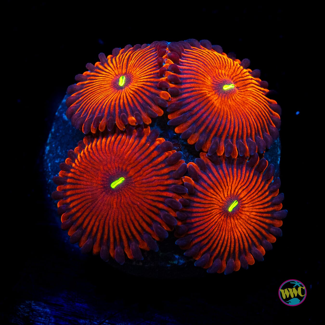 True Red People Eater Zoanthids