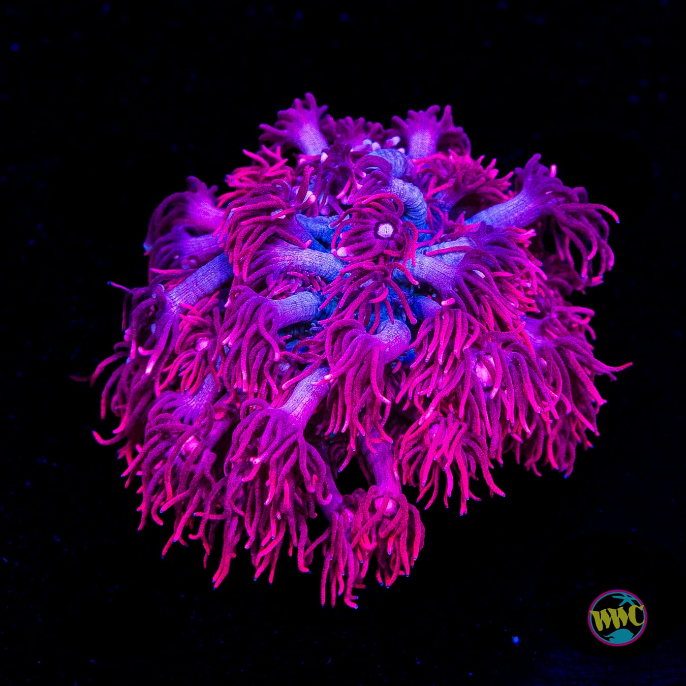 WWC Pink Lady Goniopora