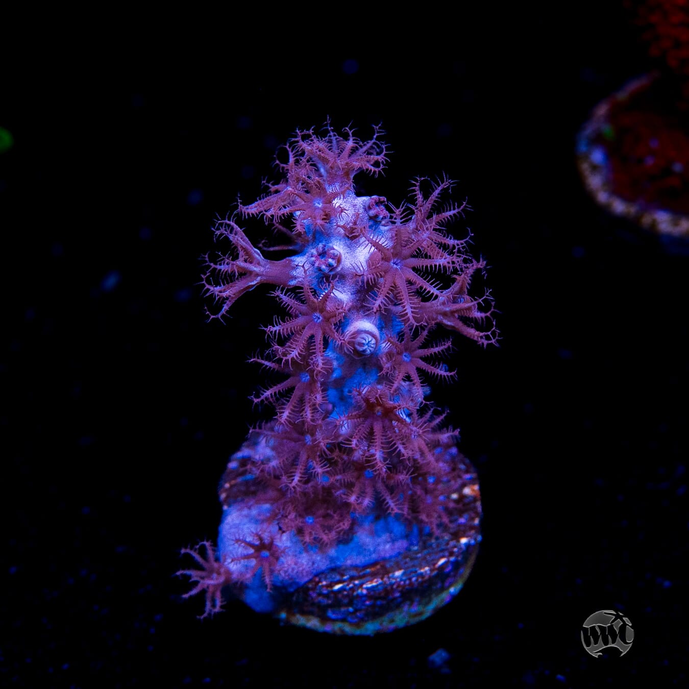 Tracy Morgonian Gorgonian