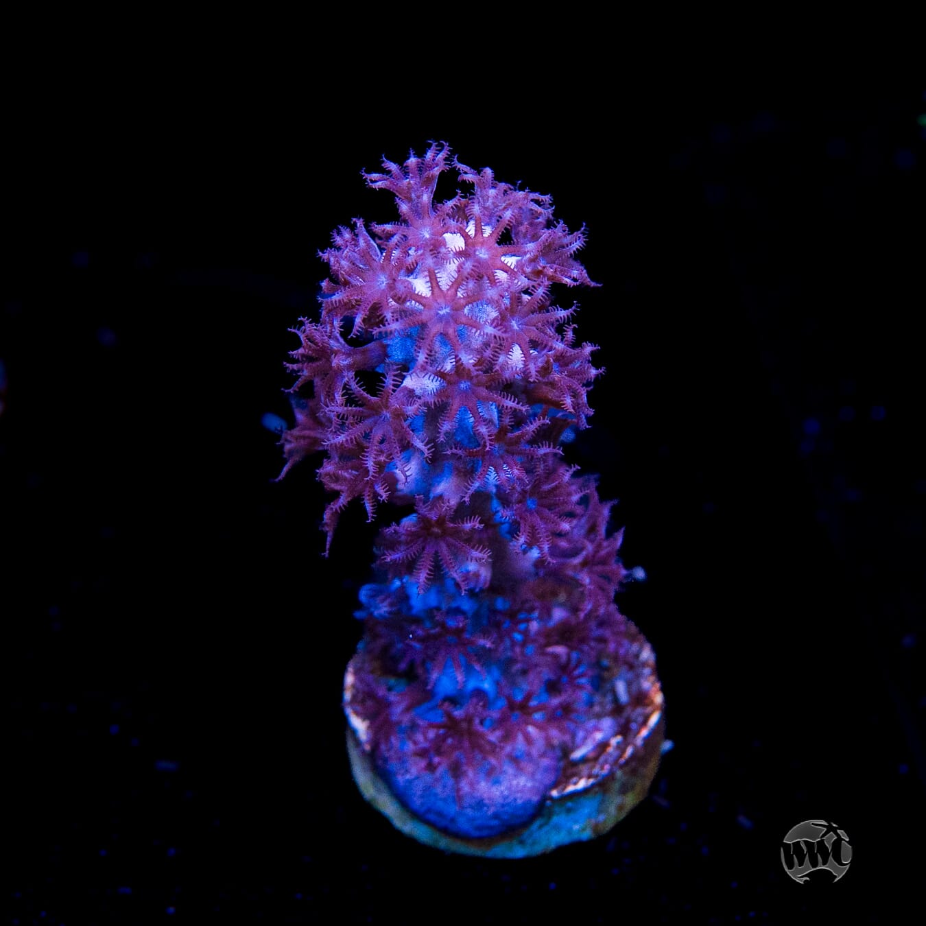 Tracy Morgonian Gorgonian