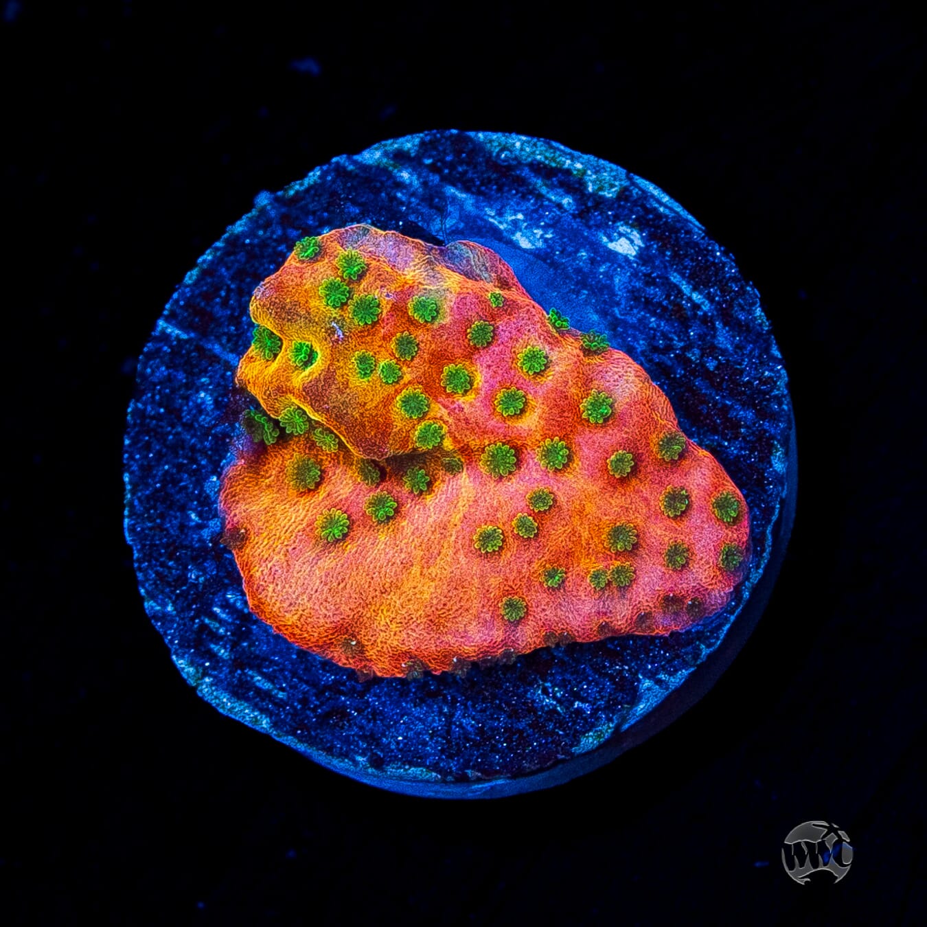 Sunset Imposter Montipora