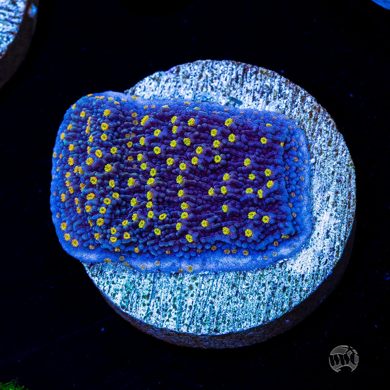 WWC Golden Lantern Montipora
