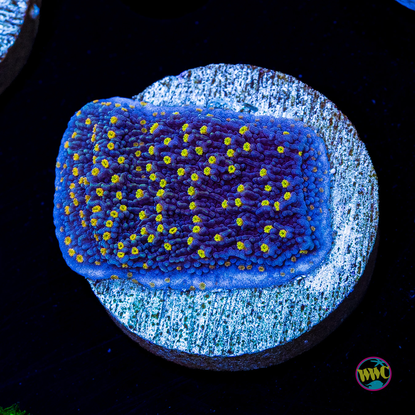 WWC Golden Lantern Montipora
