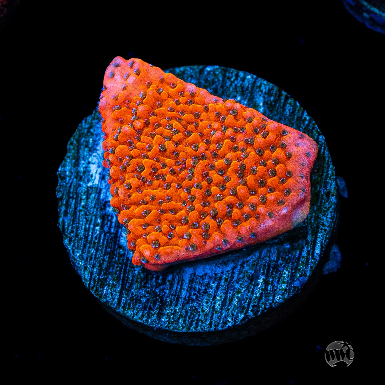 WWC Megachrome Montipora