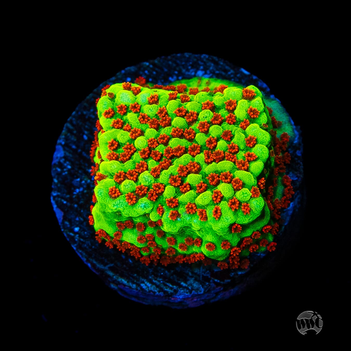 WWC Spicy Banana Montipora