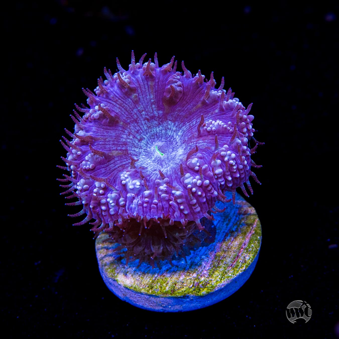 Mauve Blastomussa
