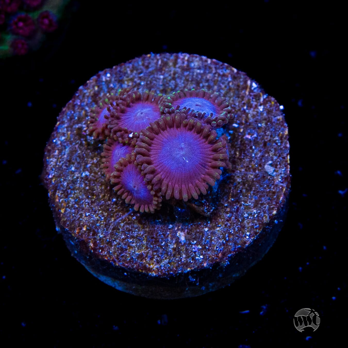 Tubbs Blues Zoanthids